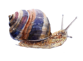 Watercolor single snail animal isolated on a white background illustration. © PYRAMIS