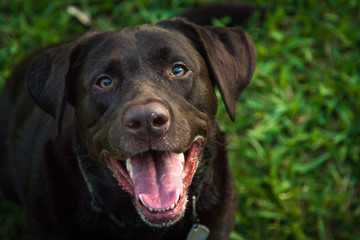 Happy Lab