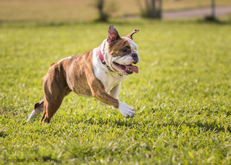 Running Bulldog