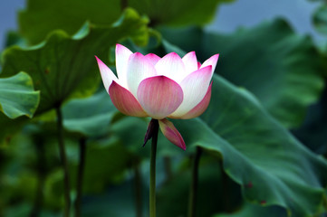 Blossom lotus flower