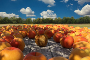 Fauler Apfel in mitten von gesunden Äpfel