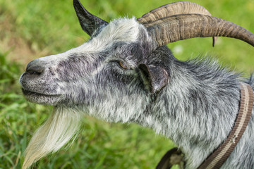 Portrait of a gray goat in a meadow 