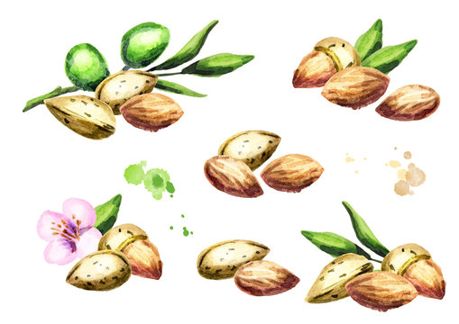 Almonds. Compositions. Watercolor set