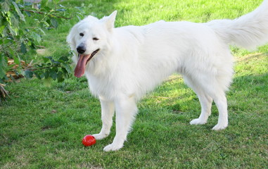 jeu avec une balle dans le jardin, chien berger suisse blanc