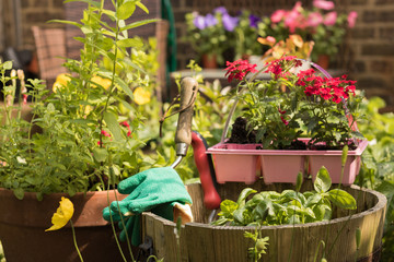 Gardener tools, gloves, flower seedlings and plants of herbs lie on and in flower pots in a garden. Vacation outside the city.