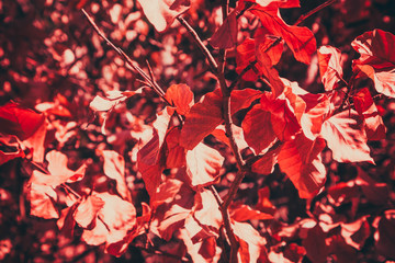 Photo depicts sunny colorful bright autumn red leaves, forest tree brunch, blurred background.