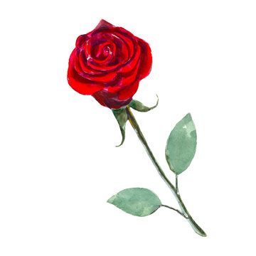 The red rose flower isolated on white background, watercolor illustration in hand-drawn style.