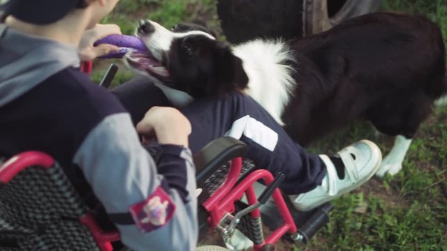 A disabled person plays with a dog, canitis therapy, disability treatment through training with a dog, Man in a wheelchair