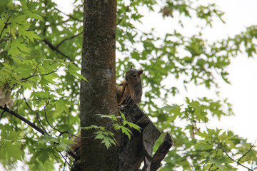 cute adorable squirrel romping about in the tree (picture series)