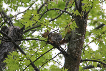 cute adorable squirrel romping about in the tree (picture series)