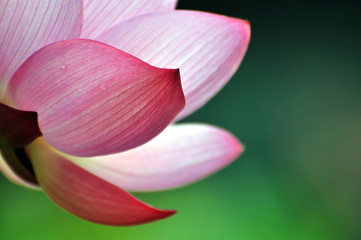 Blossom lotus flower