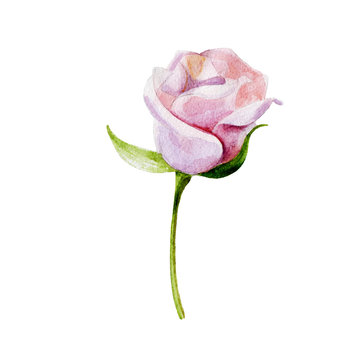 The pink rose flower isolated on white background, watercolor illustration in hand-drawn style.