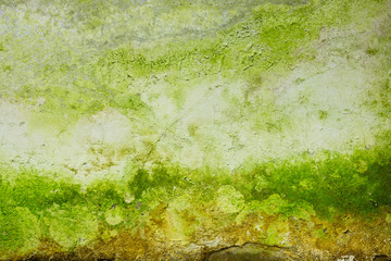 mossy grunge texture