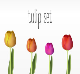 Realistic vector tulips set.