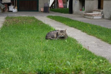 Cat in the garden. Slovakia