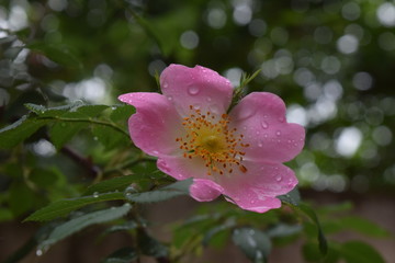 Beautiful natural pink roses with water drops