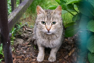 Cat in the garden. Slovakia