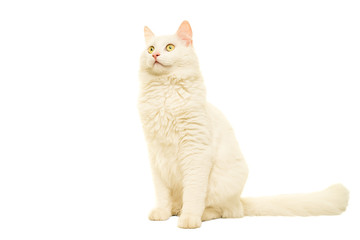Turkish Angora cat isolated in white