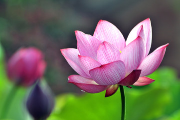 Blossom lotus flower