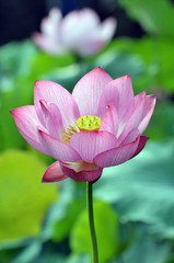 Blossom lotus flower