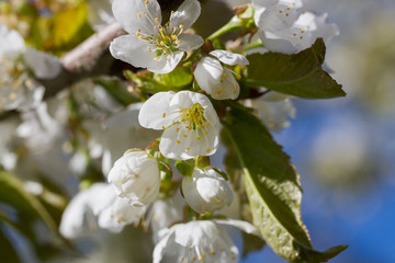 Blossom cherry tree.