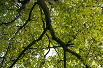 Tree branches. Slovakia