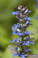 Ajuga reptans flowers