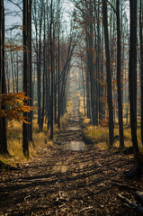 Path throught trees in autumn morning. Forest in beskidy mountains, Poland.