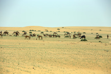 Fototapeta na wymiar Desert Camel