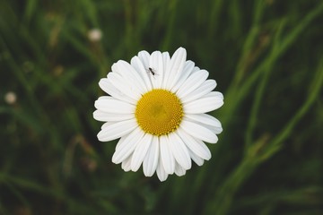 Ant on a daisy flower. Slovakia