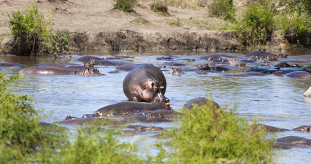 Hippo pool  -   Hippopotamus (Hippopotamus amphibious) in the wild somewhere in Tanzania Africa 