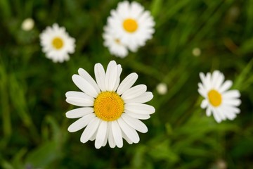 Obraz na płótnie Canvas Daisy flower. Slovakia