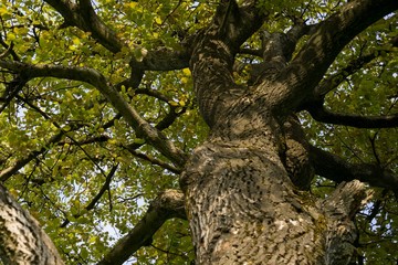 Fototapeta premium Tree branches. Slovakia