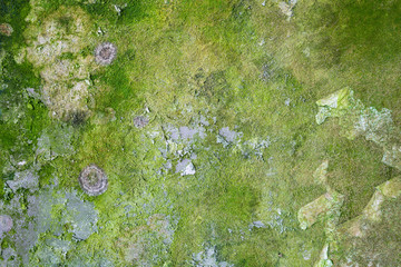 mossy wall grunge texture