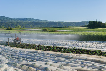 Acker Bewässerung im Sommer in der Landwirtschaft