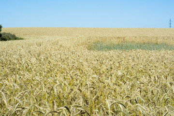 Wheat field on a sunny day with a blue sky