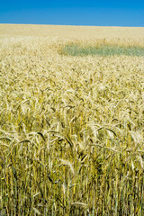 Wheat field on a sunny day with a blue sky