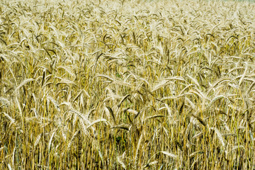 Wheat field on a sunny day with a blue sky