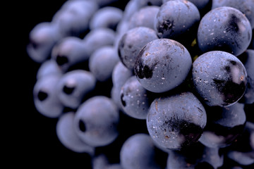 Close-up, berries of dark bunch of grape  in low light isolated on black background