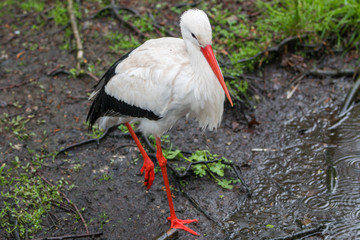 Weißstorch (Ciconia ciconia) im Regen