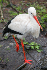 Weißstorch (Ciconia ciconia) im Regen