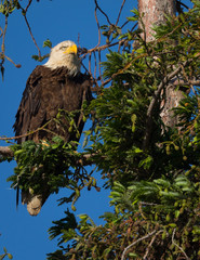 Bald eagle standing on a tree, seen in the wild in  North California