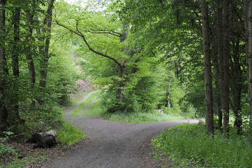 Get Weggabelung decision Free Weggabelung Decision