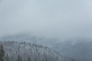 Rolling hills covered in woods in fog