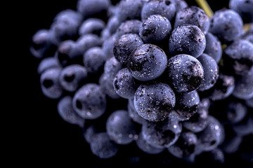 Close-up, berries of dark bunch of grape  in low light isolated on black background - obrazy, fototapety, plakaty
