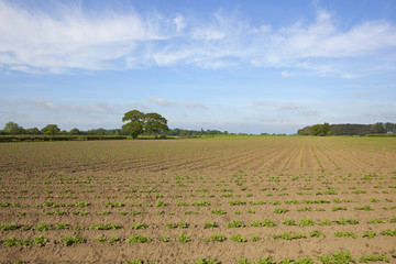 yorkshire potato field