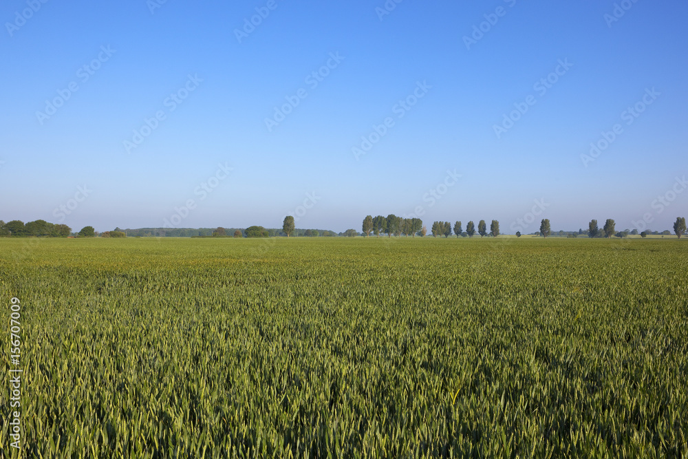 Wall mural yorkshire wheat field