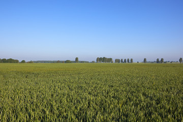 yorkshire wheat field