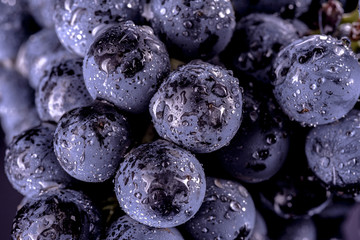Close-up, berries of dark bunch of grape  in low light isolated on black background