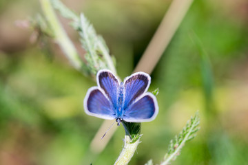 Little blue butterfly sitting on the grass. Wildlife nature macro photo.